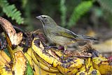 Cinnamon-bellied Saltatorborder=