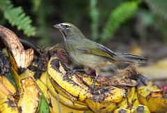 Grayish Saltator