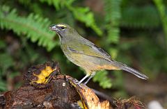 Cinnamon-bellied Saltator