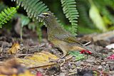 Cinnamon-bellied Saltatorborder=