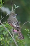 Great Crested Flycatcher