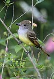 Great Crested Flycatcherborder=