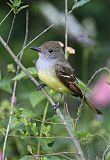 Great Crested Flycatcher