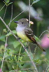 Great Crested Flycatcher