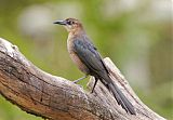 Great-tailed Grackleborder=