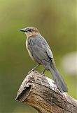 Great-tailed Grackleborder=