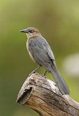 Great-tailed Grackle