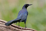 Great-tailed Grackleborder=