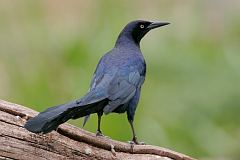 Great-tailed Grackle