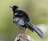 Great-tailed Grackleborder=