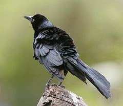 Great-tailed Grackle