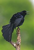 Great-tailed Grackleborder=