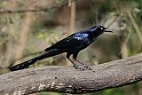 Great-tailed Grackleborder=