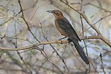 Great-tailed Grackleborder=