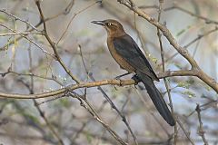 Great-tailed Grackle