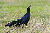 Great-tailed Grackle