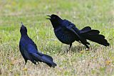 Great-tailed Grackleborder=