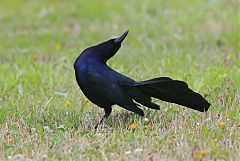 Great-tailed Grackle