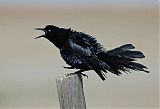 Great-tailed Grackleborder=