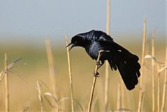 Great-tailed Grackle