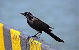 Great-tailed Grackle