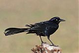 Great-tailed Grackleborder=