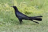 Great-tailed Grackleborder=