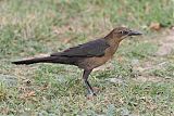 Great-tailed Grackleborder=