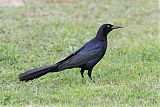 Great-tailed Grackleborder=