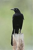 Great-tailed Grackle