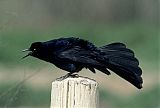 Great-tailed Grackle