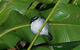 Great Antshrike