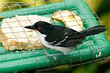 Great Antshrike