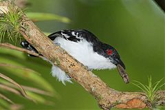 Great Antshrike