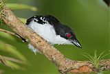 Great Antshrike