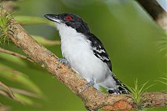 Great Antshrike