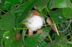 Great Antshrike