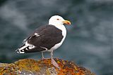 Great Black-backed Gull