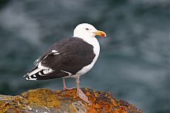Great Black-backed Gull