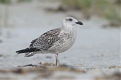 Great Black-backed Gull