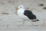 Great Black-backed Gull