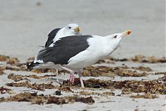 Great Black-backed Gull