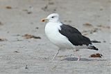 Great Black-backed Gull