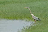 Great Blue Heronborder=