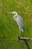 Great Blue Heronborder=