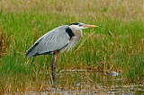 Great Blue Heronborder=