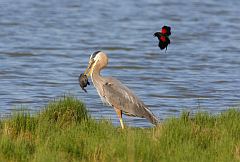 Great Blue Heron