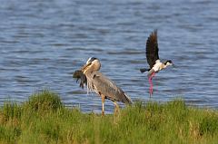 Great Blue Heron