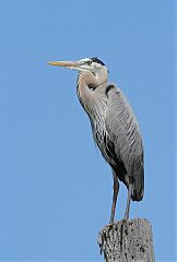 Great Blue Heron