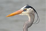 Great Blue Heronborder=